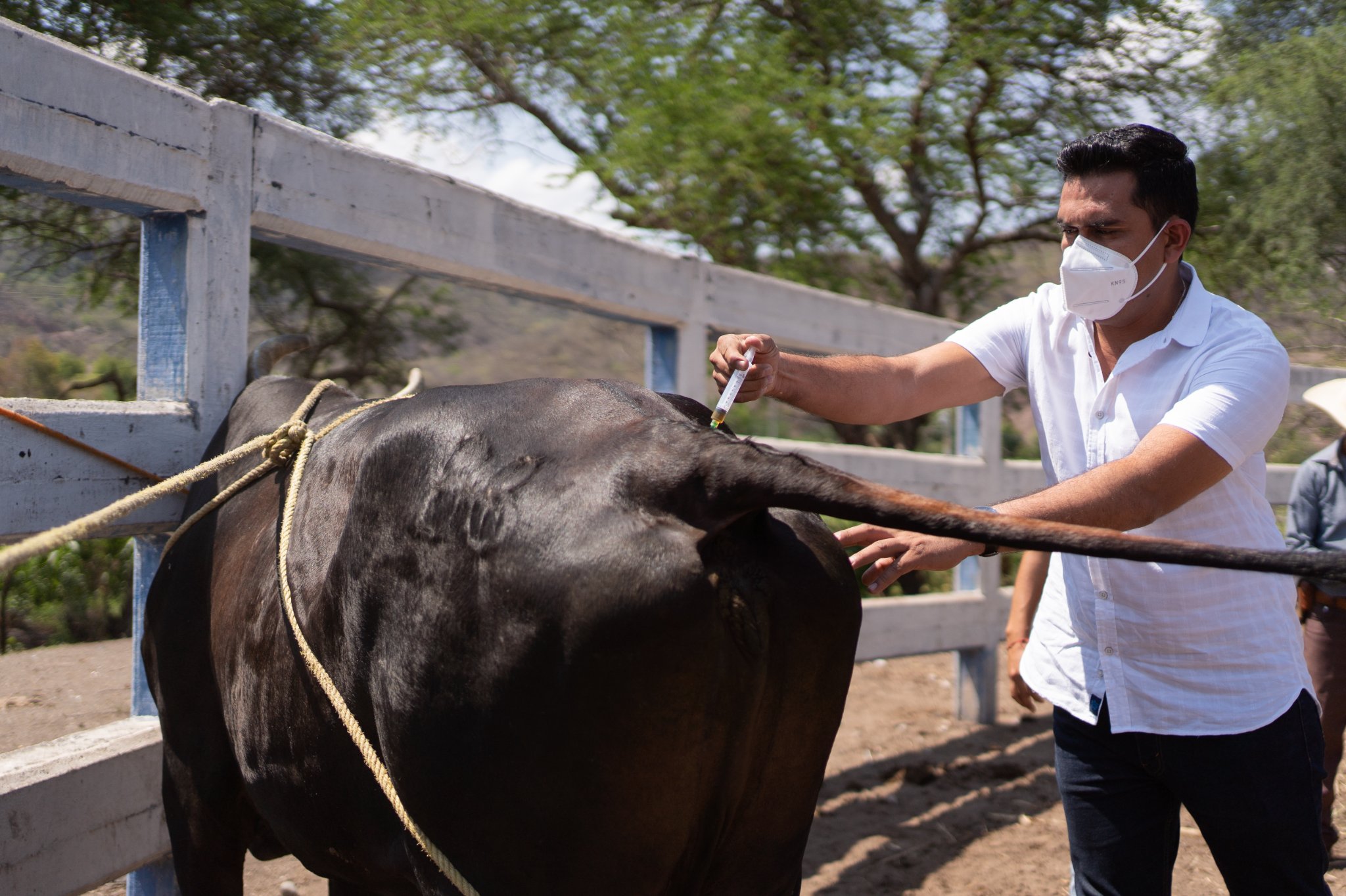 CAMPAÑA GRATUITA DE SALUD ANIMAL BOVINA 2022